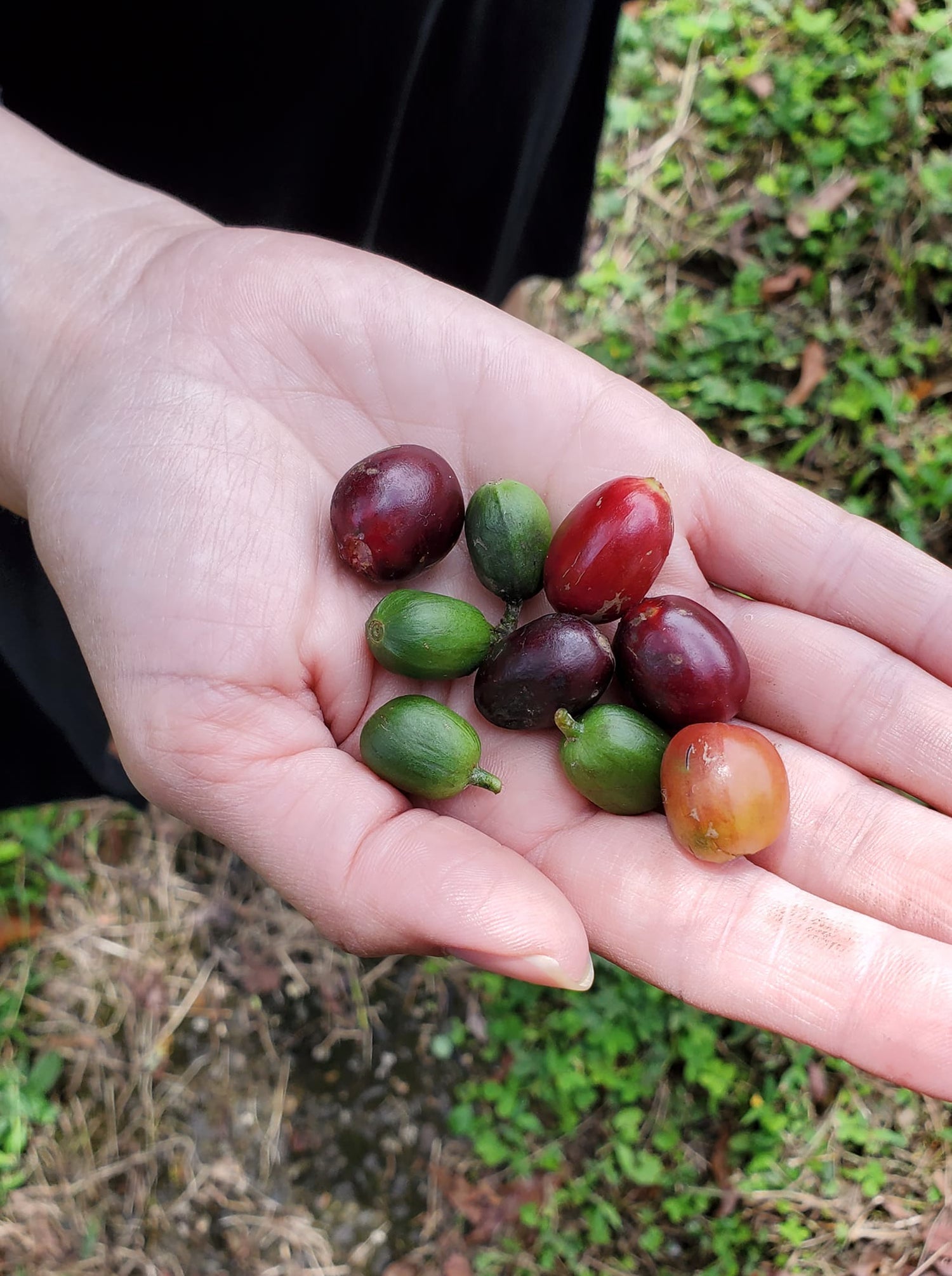 Coffee fruit in hand