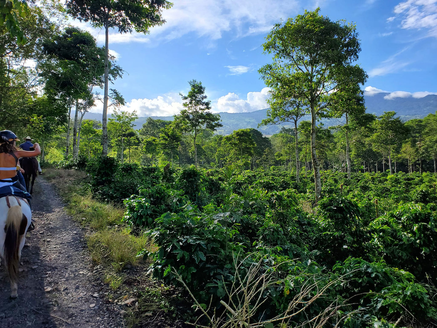 Horseback riding and forests in Cartago Province, Costa Rica