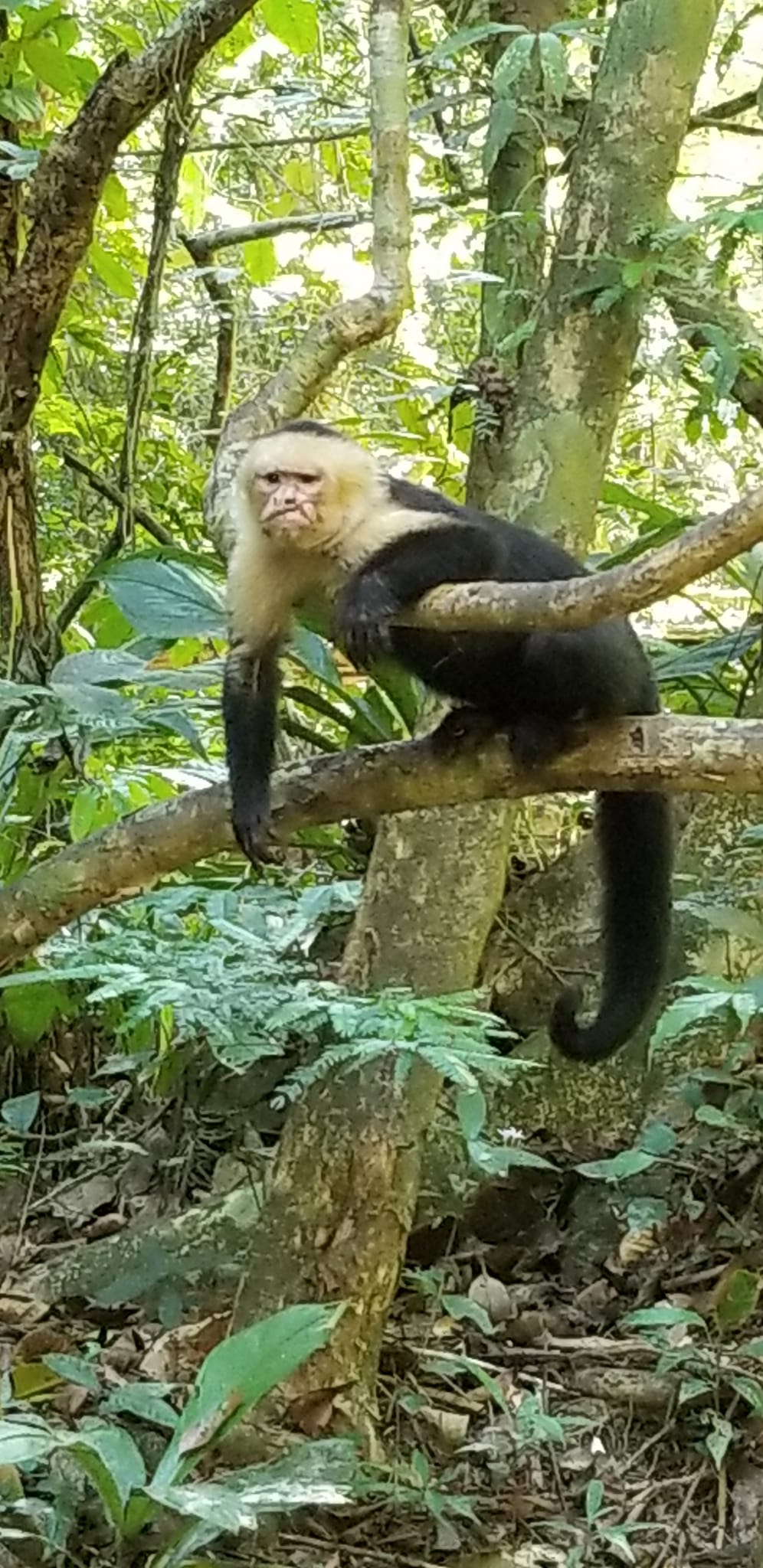 Monkey sitting in a tree