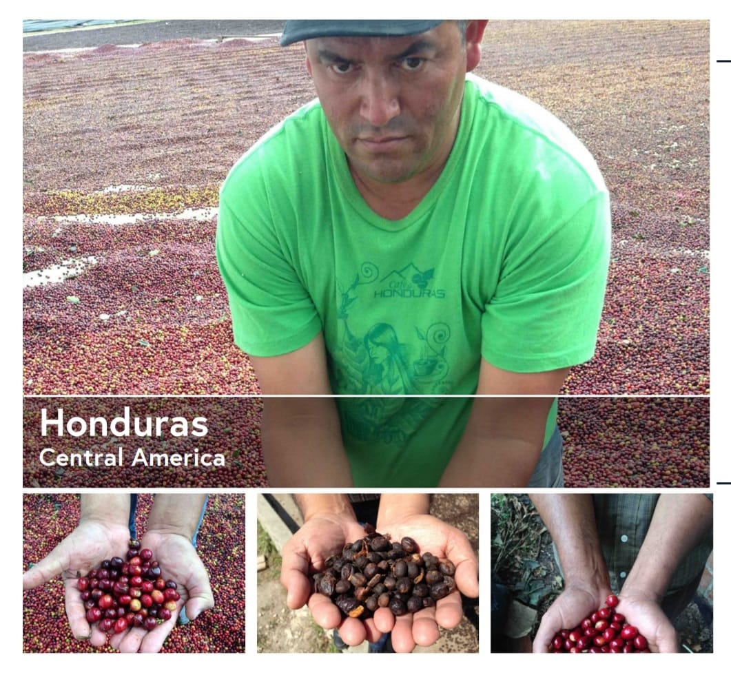 Collage of a farmer and hands holding coffee harvest